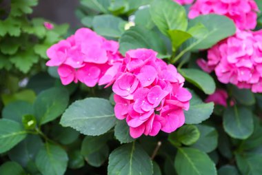 Güzel Mor Çiçekler