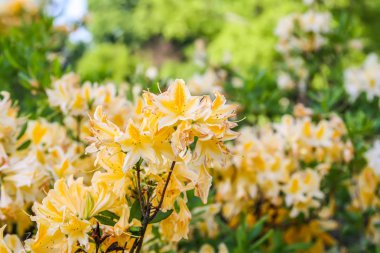 Güzel Rhododendron bitkileri bahar parkında çiçek açtı.