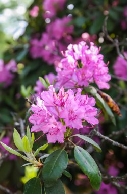 Güzel Rhododendron bitkileri bahar parkında çiçek açtı.