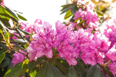 Güzel Rhododendron bitkileri bahar parkında çiçek açtı.