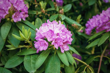 Güzel Rhododendron bitkileri bahar parkında çiçek açtı.