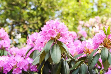 Güzel Rhododendron bitkileri bahar parkında çiçek açtı.