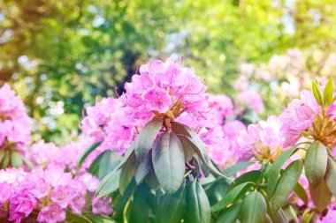 Güzel Rhododendron bitkileri bahar parkında çiçek açtı.