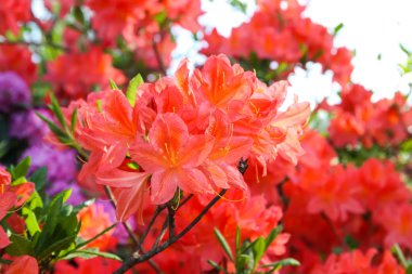 Güzel Rhododendron bitkileri bahar parkında çiçek açtı.