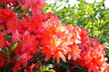 Güzel Rhododendron bitkileri bahar parkında çiçek açtı.