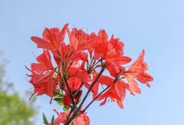 Güzel Rhododendron bitkileri bahar parkında çiçek açtı.