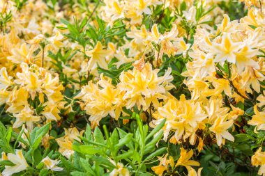 Güzel Rhododendron bitkileri bahar parkında çiçek açtı.