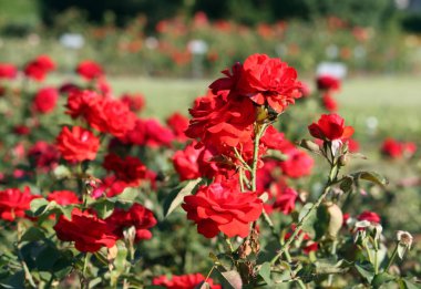 Güzel gül çiçeği