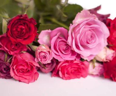 Beyaz arka planda pembe ve kırmızı gül çiçekleri..