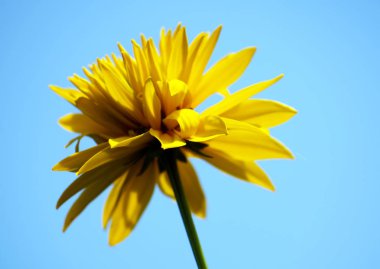 Rudbeckia bahçede.