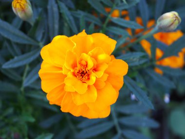 Tagetes bahçede çiçek