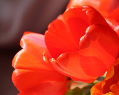 kırmızı lale çiçek