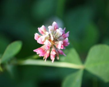 Bahçedeki güzel pembe çiçek
