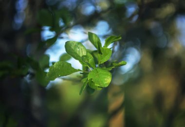 Bahçede yeşil yapraklar