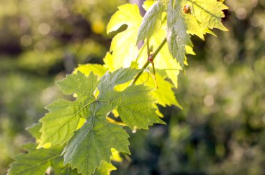 Güneş ışığında yeşil şarap yaprakları.