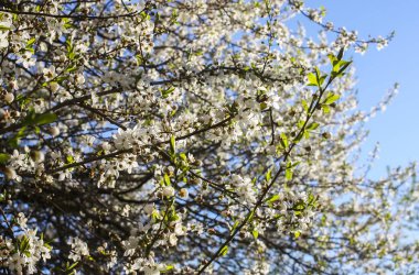 Mavi gökyüzü arkaplanına karşı beyaz çiçekli bir sürü maymun ağacı..