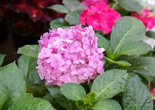 Hermosas flores púrpuras —  Fotos de Stock