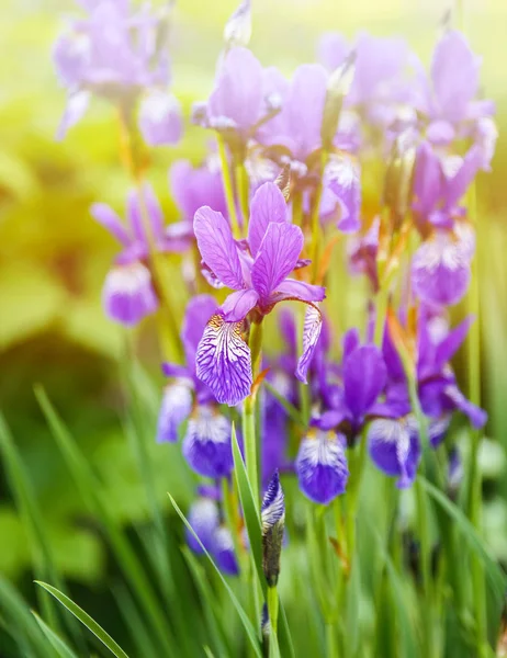 Beautiful purple Japanese iris flowers — Stock Photo, Image