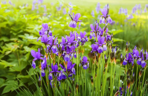 美しい紫色の菖蒲の花 — ストック写真