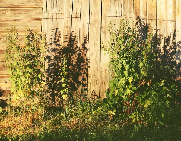 Thickets of a motherwort on a wooden wall background — 스톡 사진