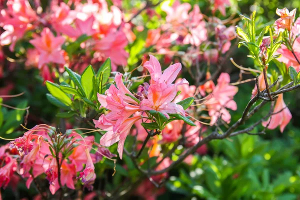 Piękne rośliny Rododendronu kwitną w parku wiosennym. — Zdjęcie stockowe