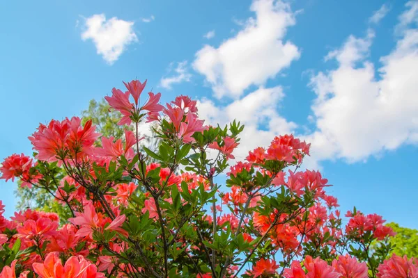 Belas plantas Rhododendron em flor no parque de primavera . — Fotografia de Stock