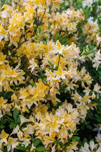 Hermosas plantas de Rhododendron en flor en el parque de primavera . —  Fotos de Stock