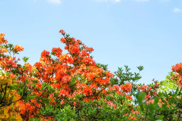 Belas plantas Rhododendron em flor no parque de primavera . — Fotografia de Stock