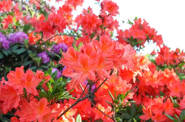 Belas plantas Rhododendron em flor no parque de primavera . — Fotografia de Stock