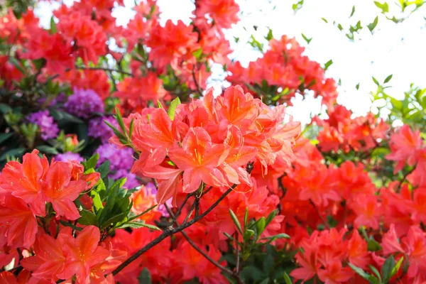 Belas plantas Rhododendron em flor no parque de primavera . — Fotografia de Stock