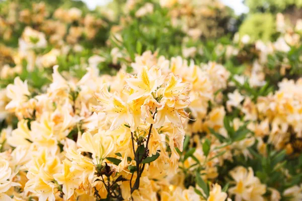 Piękne rośliny Rododendronu kwitną w parku wiosennym. — Zdjęcie stockowe
