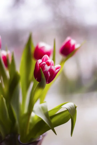 아름다운 봄 튤립 꽃 — 스톡 사진