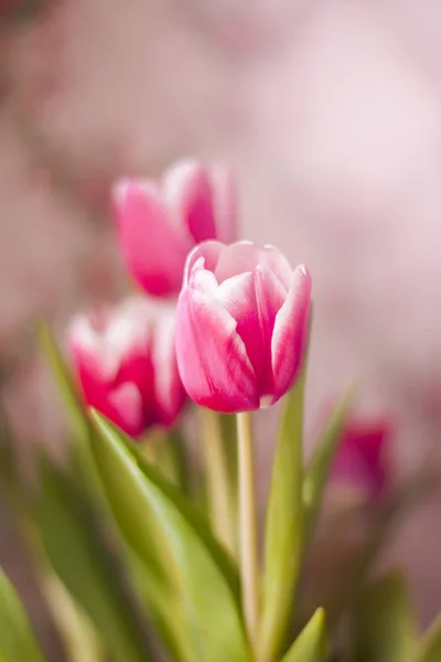 Hermosas flores de tulipán primavera — Foto de Stock
