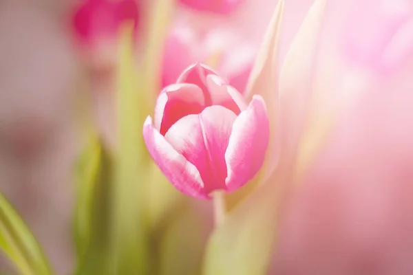 Schöne Tulpenblüten im Frühling — Stockfoto