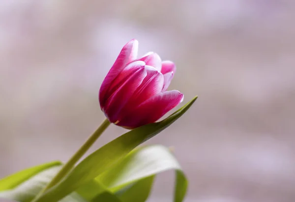 Beautiful spring tulip flowers — Stock Photo, Image