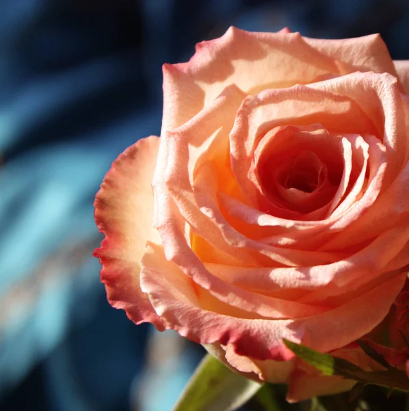 Schöne Rosenblüten — Stockfoto