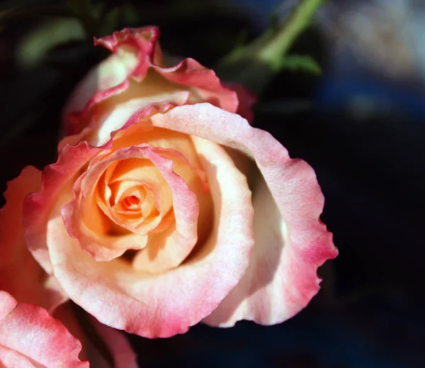 Schöne Rosenblüten — Stockfoto