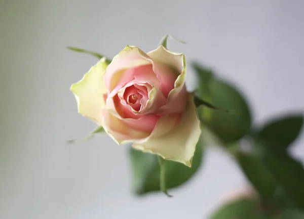 Schöne Rosenblüte — Stockfoto