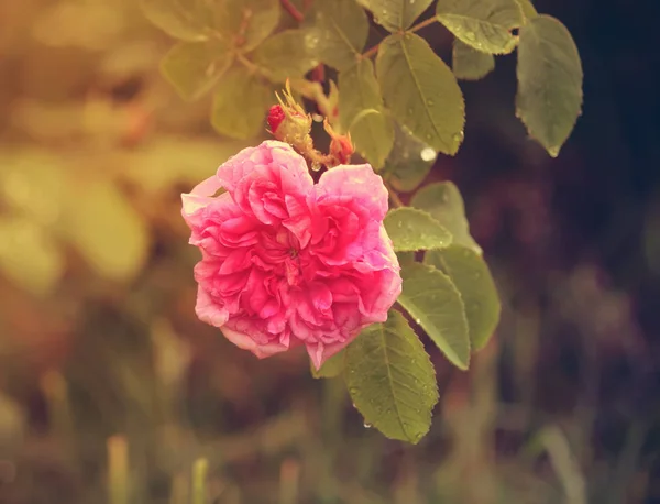 Hermosa flor de rosa —  Fotos de Stock