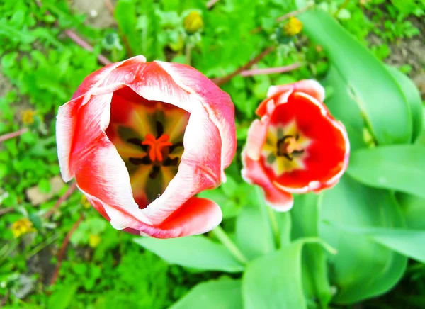 Güzel bahar lale çiçekleri — Stok fotoğraf