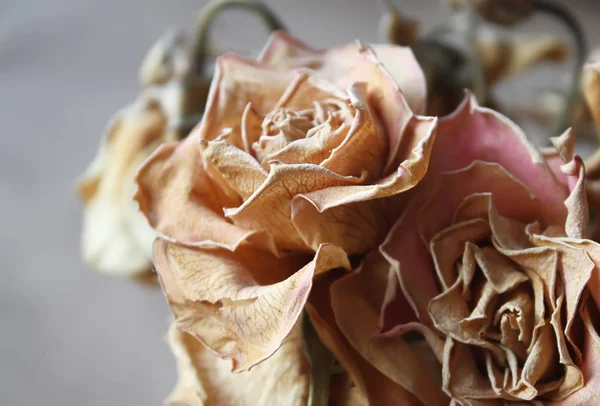 Dekoration von getrockneten Blumen — Stockfoto