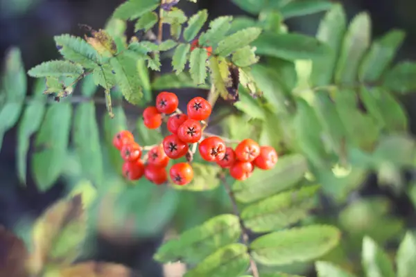 Rowan-tree gren med rönnbär i höstparken. — Stockfoto