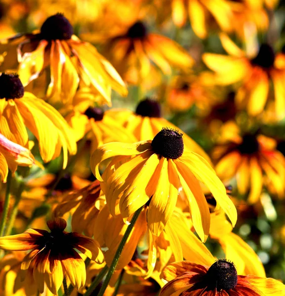 Rudbeckia in the garden — Stock Photo, Image