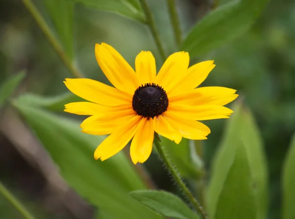 Rudbeckia a kertben — Stock Fotó