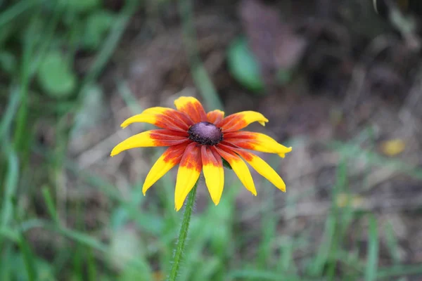 Flor Amarilla Jardín — Foto de Stock