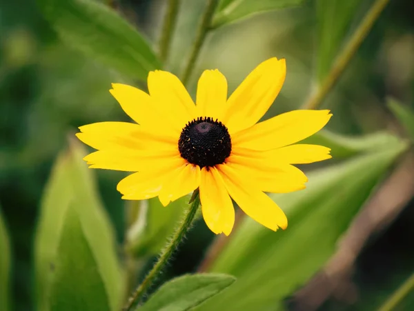 Rudbeckia a kertben — Stock Fotó