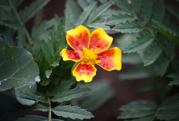 Tagetes Blumen im Garten — Stockfoto