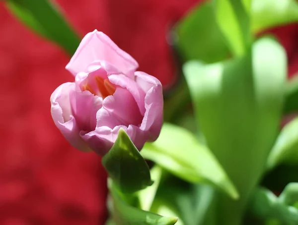Фіолетовий тюльпан-квітка — стокове фото