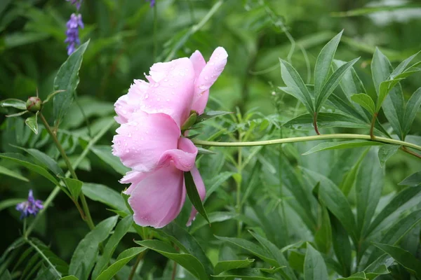 Bela Flor Peônia Rosa Jardim — Fotografia de Stock