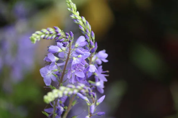 Mooie Bloemen Weide — Stockfoto